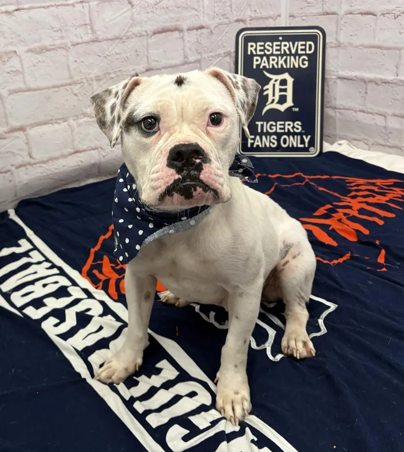 An adult medium-sized female Mixed Breed dog named Phoebe for adoption in Detroit, MI