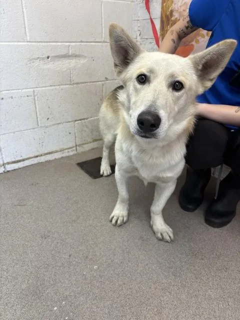 A young medium-sized male German Shepherd Dog dog named Bingo for adoption in San Bernardino, CA