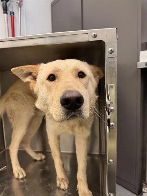 A young large-sized male Labrador Retriever dog named Marco for adoption in Tucson, AZ