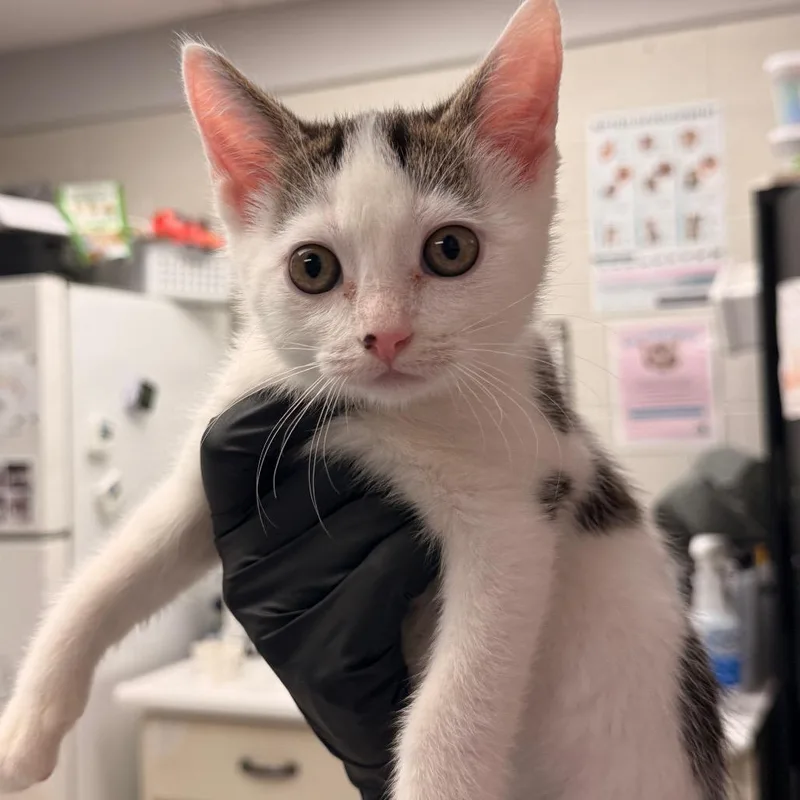 A baby small-sized male Domestic Short Hair cat named Luigi for adoption in Evansville, IN