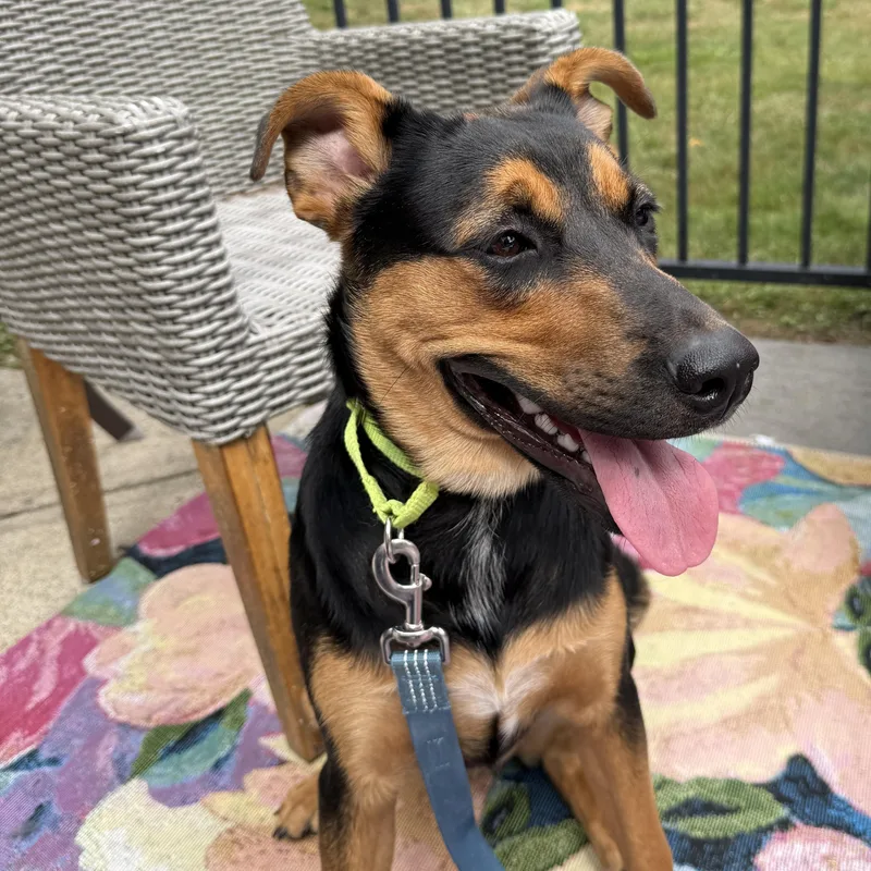 A baby medium-sized female Labrador Retriever dog named Alicent for adoption in Pembroke, MA