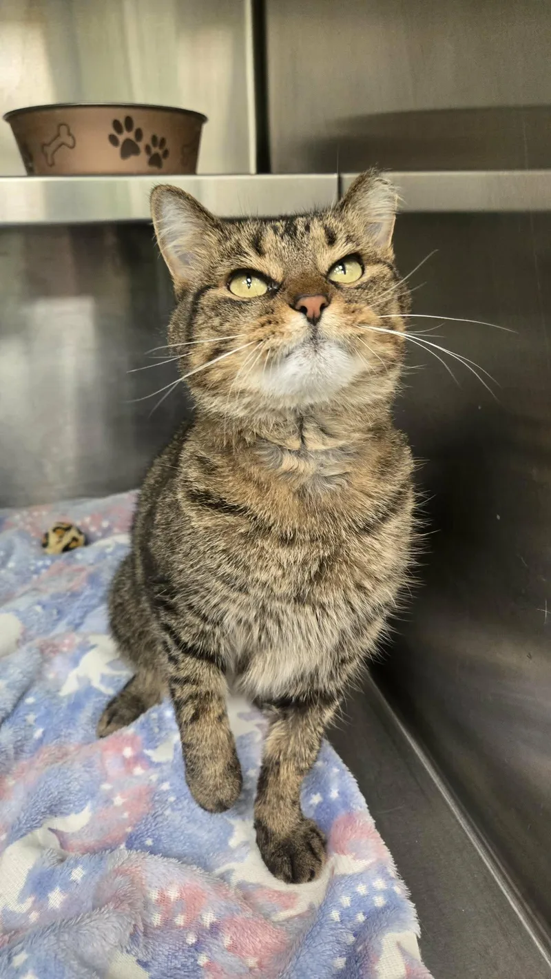 An adult medium-sized female Tabby (Brown / Chocolate) Domestic Short Hair cat named Chilaquiles for adoption in Martinsville, IN