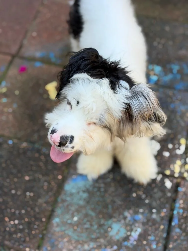 A baby medium-sized male Cocker Spaniel dog named Lorian for adoption in Troy, VA