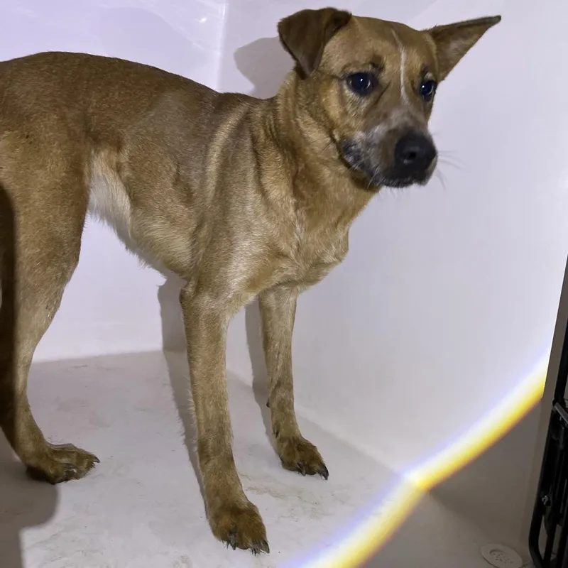 An adult medium-sized female Yellow / Tan / Blond / Fawn Mixed Breed dog named Dory for adoption in Chattanooga, TN