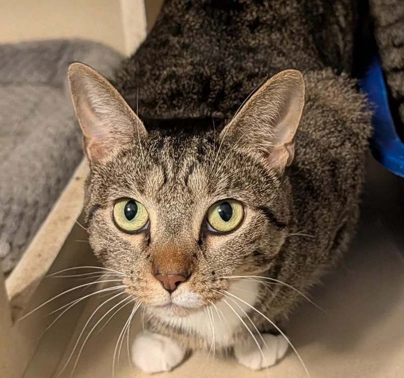 An adult medium-sized female Domestic Short Hair cat named Wanda for adoption in Pompano Beach, FL