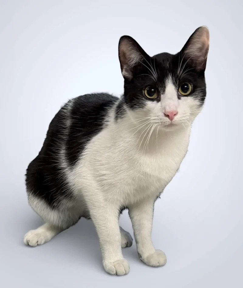 A young medium-sized male Black & White / Tuxedo Domestic Short Hair cat named Lionel for adoption in Wyandotte, MI