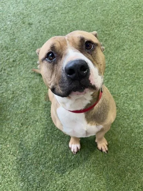 An adult large-sized male Terrier dog named Ronaldo for adoption in Miami, FL