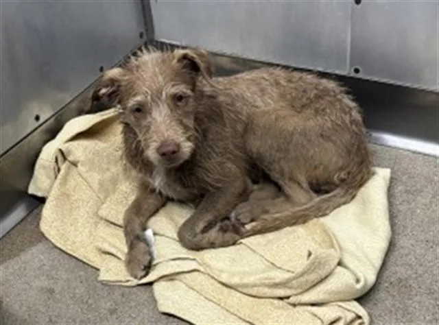 A young small-sized female Cairn Terrier dog named Raven for adoption in San Bernardino, CA