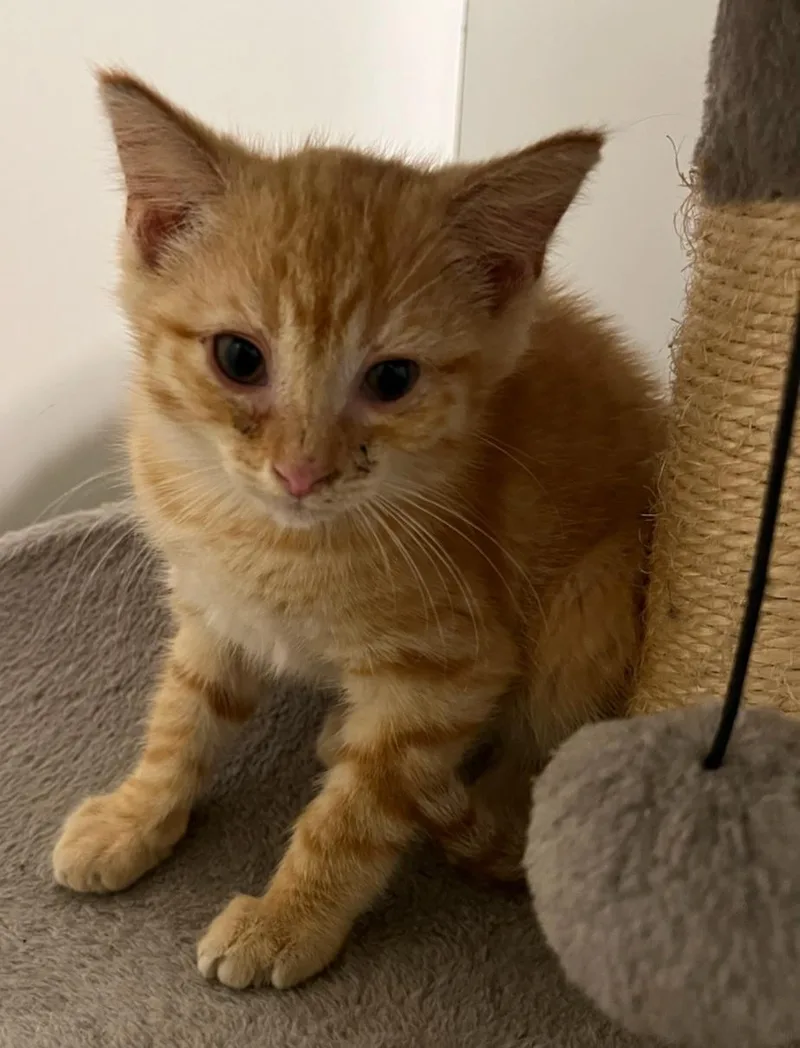 A baby medium-sized male Domestic Short Hair cat named Milo for adoption in Saint Marys, WV