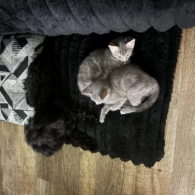 A baby small-sized male Tabby (Gray / Blue / Silver) Domestic Short Hair cat named Thing for adoption in Hayward, CA