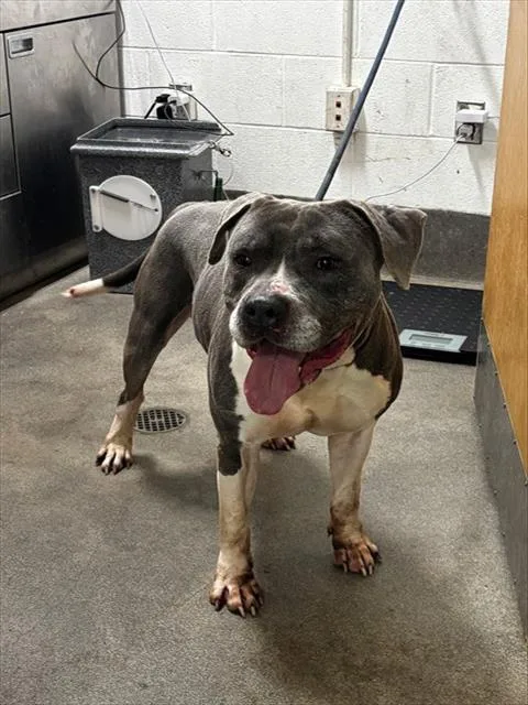 An adult large-sized male Pit Bull Terrier dog named Wyatt for adoption in Upper Marlboro, MD