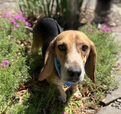 An adult small-sized male Beagle dog named Farragut for adoption in Midland, VA