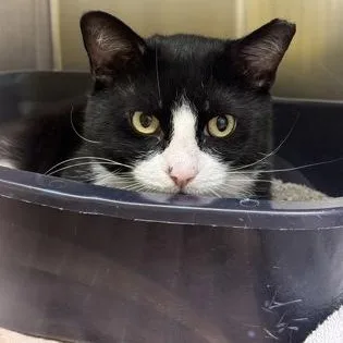 An adult medium-sized male Domestic Short Hair cat named Teddy for adoption in Worcester, MA