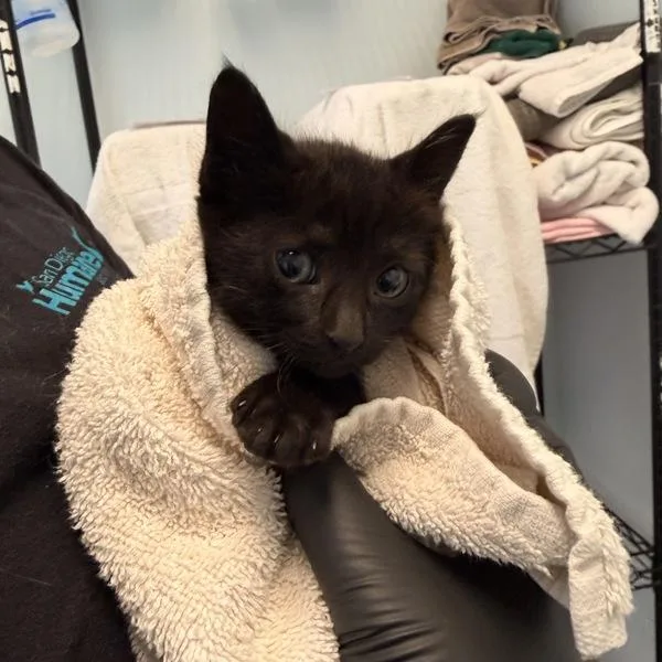 A baby small-sized female Domestic Short Hair cat named The High Priestess for adoption in San Diego, CA