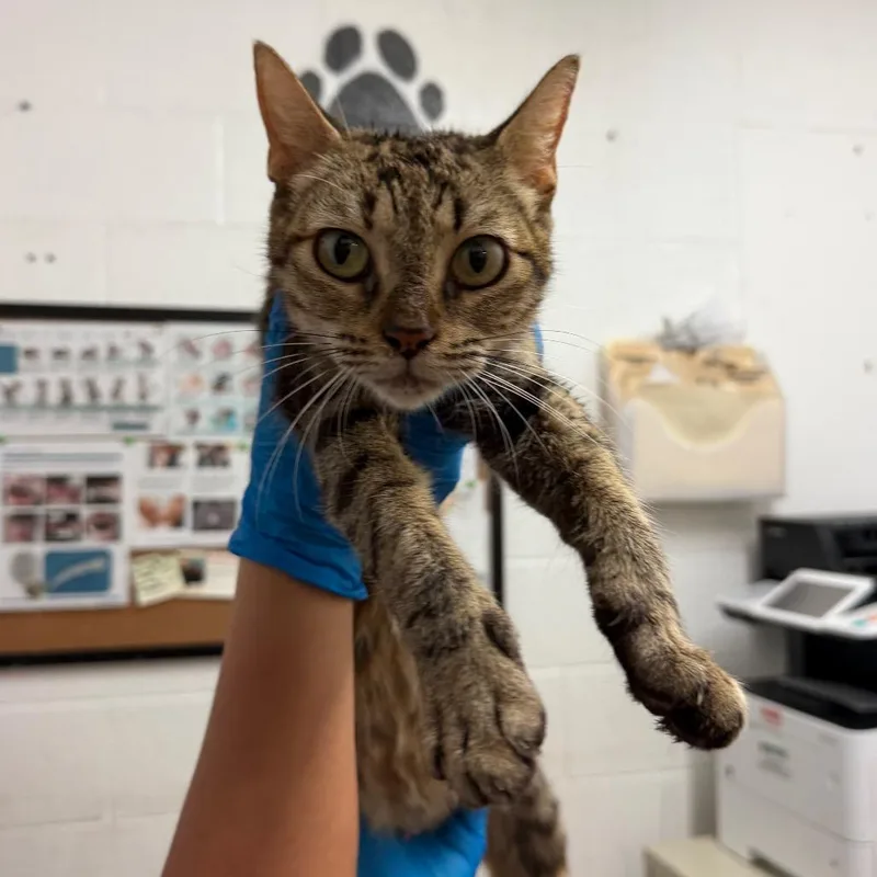 An adult medium-sized female Domestic Short Hair cat named Mona for adoption in Edinburg, TX