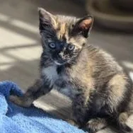 A baby medium-sized female Tortoiseshell Domestic Short Hair cat named Bethel for adoption in Richmond, VA