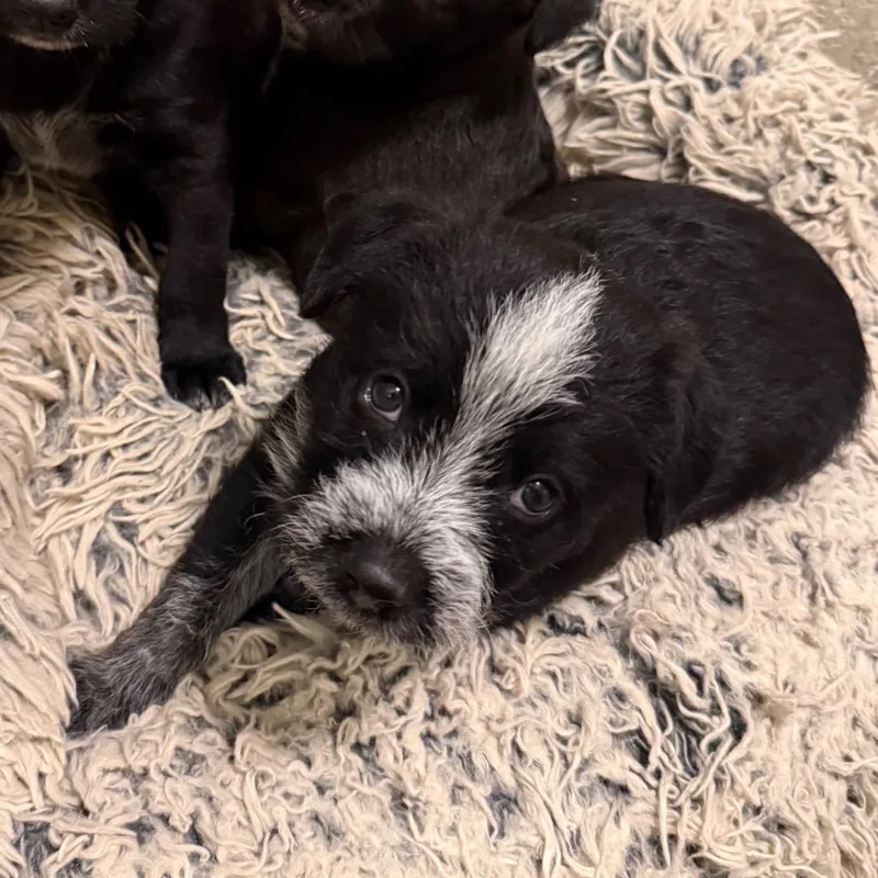 A baby small-sized male Black Mixed Breed dog named Cabo for adoption in Grand Junction, CO