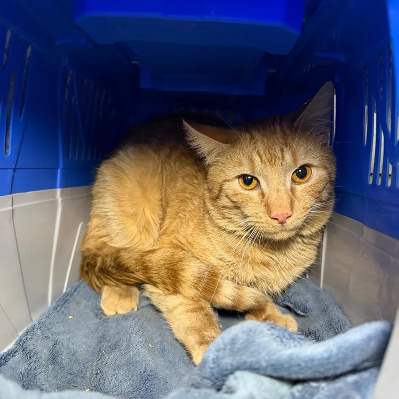 An adult medium-sized male Orange / Red Domestic Short Hair cat named Huxley for adoption in Middle Village, NY