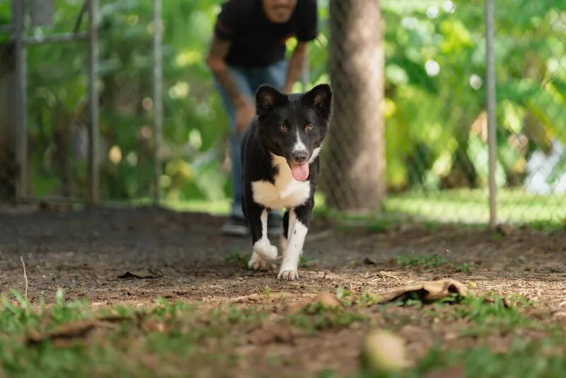Buttercup thumbnail 2