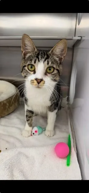 A young medium-sized male Domestic Short Hair cat named Max for adoption in Naples, FL
