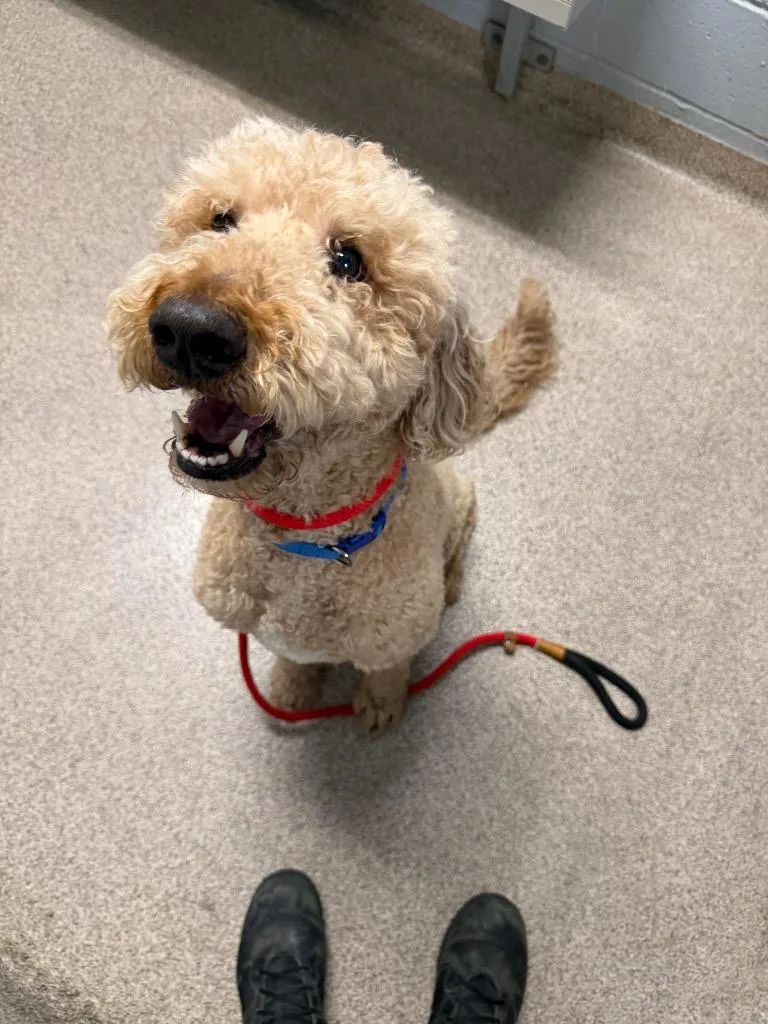 An adult medium-sized male Standard Poodle dog named Noodle for adoption in Troy, OH