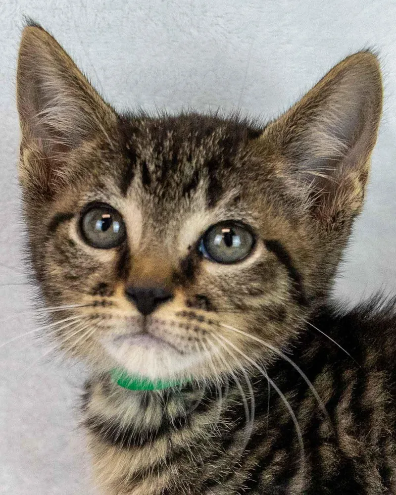 A baby medium-sized male Domestic Short Hair cat named Joker for adoption in Kennesaw, GA