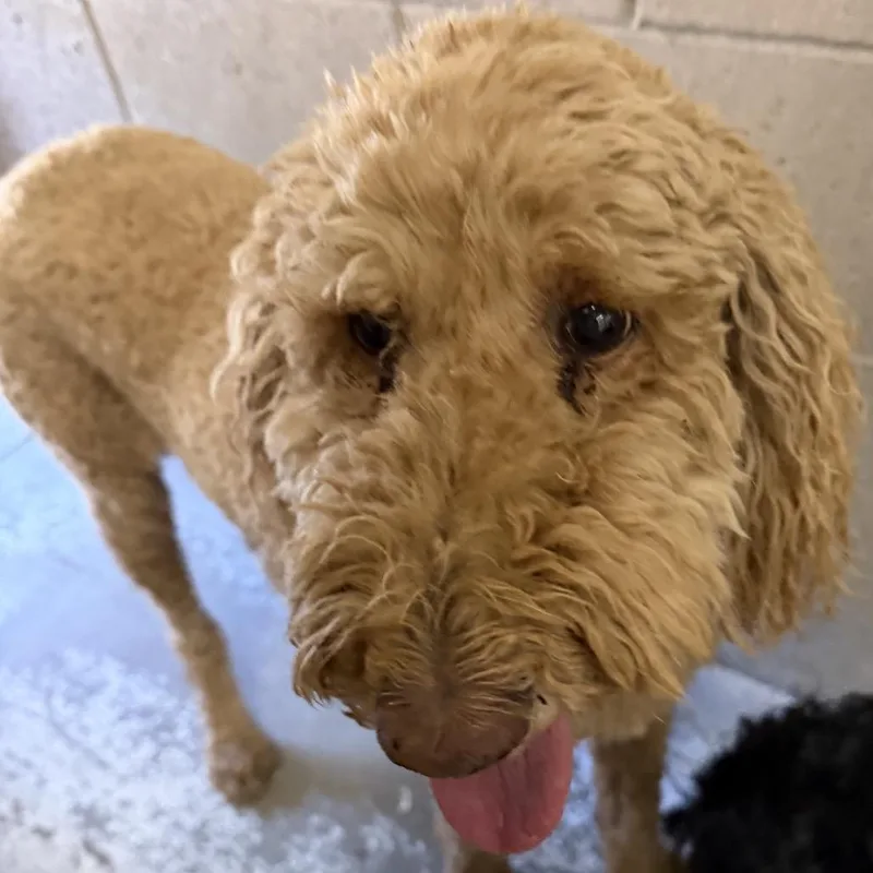 An adult medium-sized female Brown / Chocolate Standard Poodle dog named Bunny for adoption in Yuma, AZ