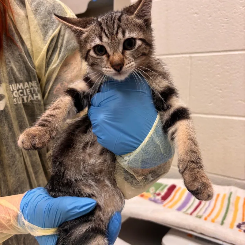 A baby small-sized male Domestic Short Hair cat named Tiger for adoption in Murray, UT
