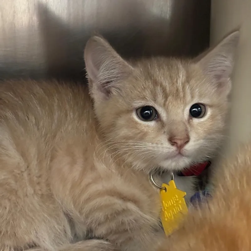 A baby small-sized male Buff / Tan / Fawn Domestic Short Hair cat named Caterpillar for adoption in Springfield, MA