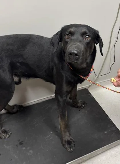 An adult large-sized male Labrador Retriever dog named Bear for adoption in Missoula, MT