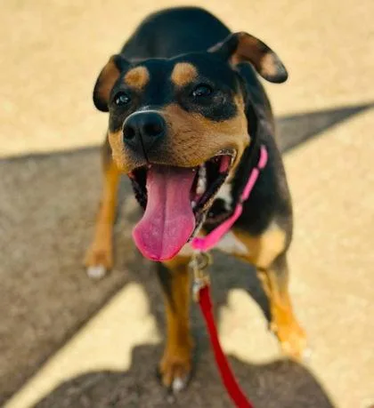 An adult large-sized female Mixed Breed dog named Gamora for adoption in West Chester, PA
