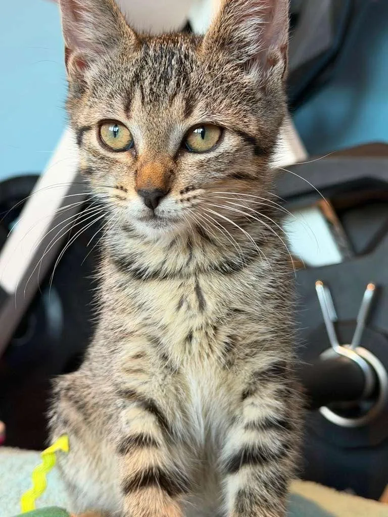 A baby medium-sized female Tabby (Brown / Chocolate) Domestic Short Hair cat named Queen for adoption in Lauderhill, FL