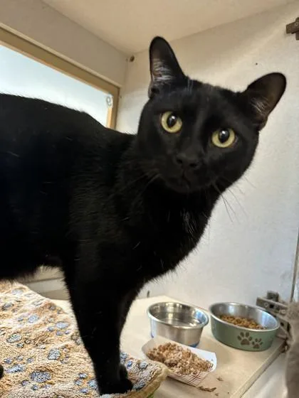 An adult small-sized male Domestic Short Hair cat named Papi for adoption in Palm Coast, FL