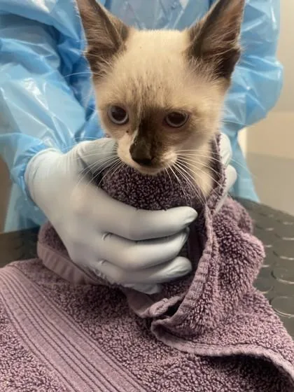 A baby small-sized male Siamese cat named Crab Fisherman for adoption in Roseville, CA