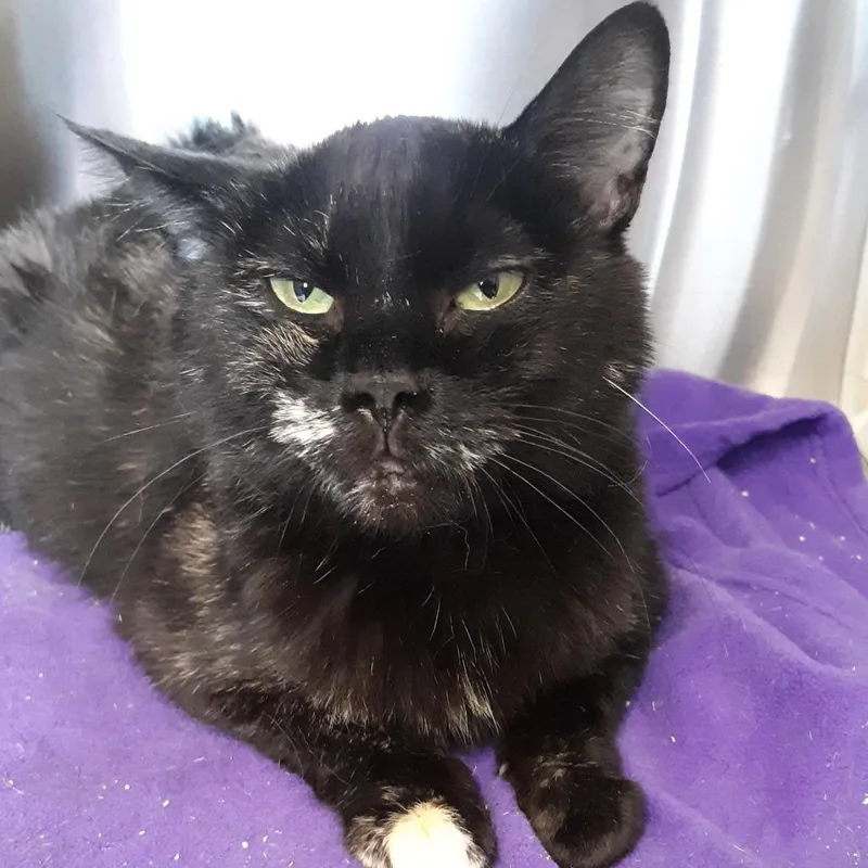A young medium-sized female Black Domestic Short Hair cat named Elowyn for adoption in Spokane, WA