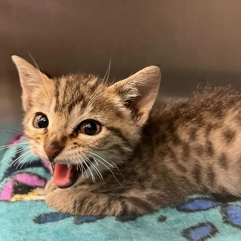 A baby small-sized female Brown / Chocolate Domestic Short Hair cat named Bart Harley Jarvis for adoption in Los Angeles, CA