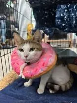 An adult medium-sized female Tabby (Brown / Chocolate) Domestic Short Hair cat named Lovett for adoption in Manitowoc, WI
