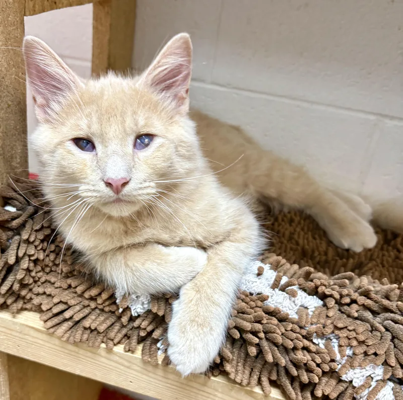 A baby large-sized male Domestic Long Hair cat named Micah for adoption in Columbus, OH