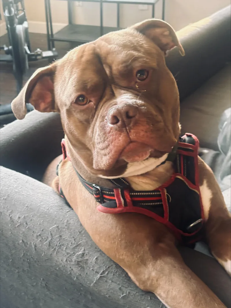 An adult large-sized male Brown / Chocolate American Bulldog dog named Flex CL for adoption in Kansas City, MO