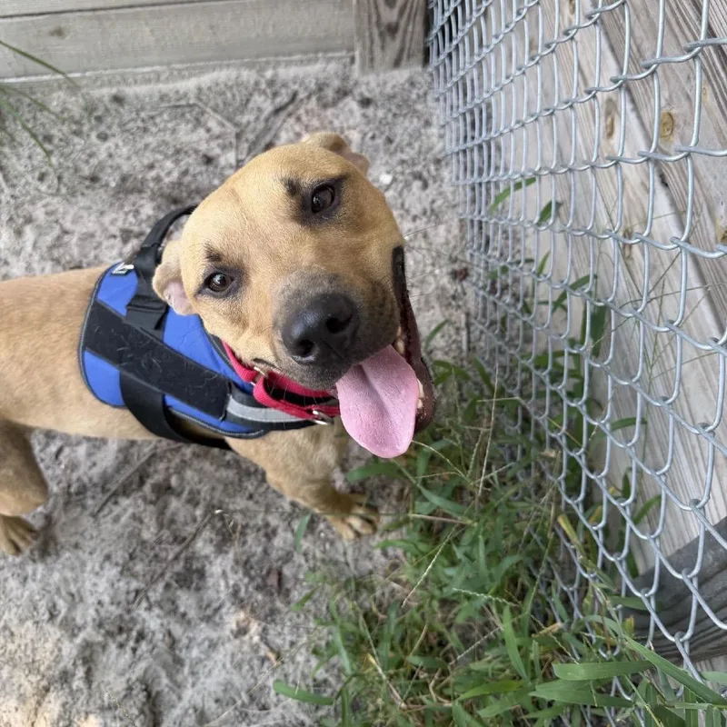 An adult medium-sized male Yellow / Tan / Blond / Fawn Mixed Breed dog named Gage for adoption in Middleburg, FL