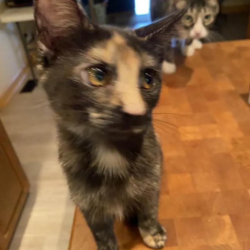 Lola was Shadoz thumbnail 2