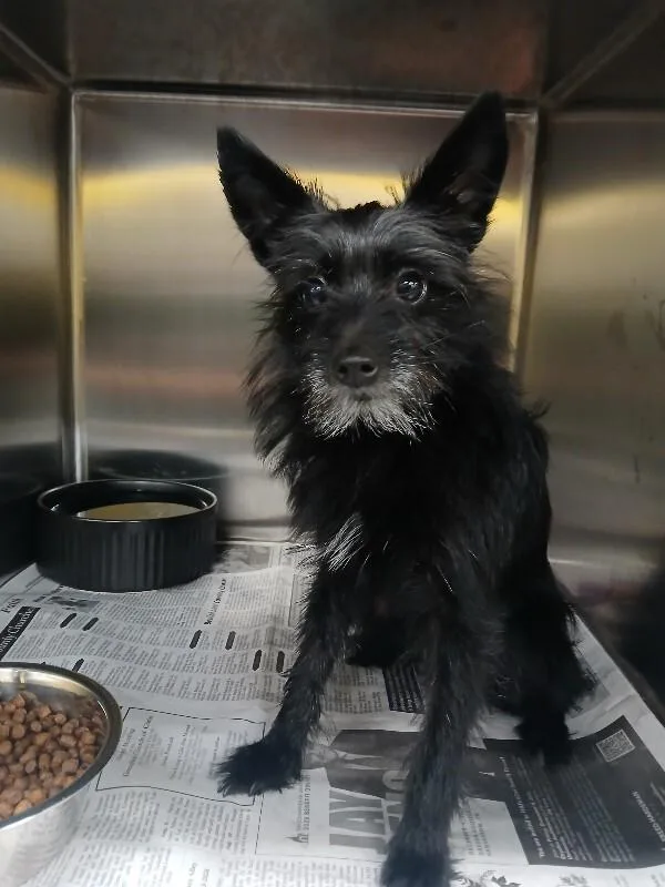An adult small-sized male Schnauzer dog named Benji for adoption in Jackson, TN