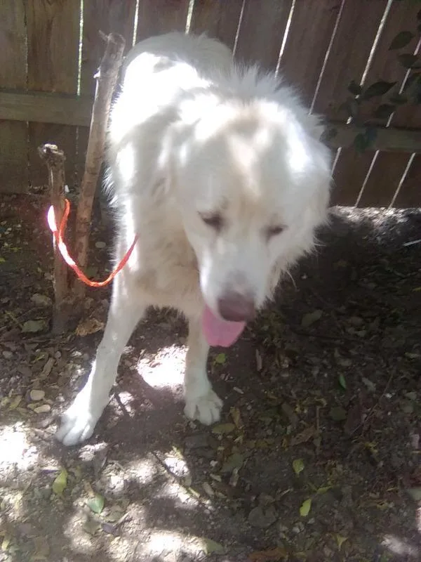 An adult large-sized male White / Cream Great Pyrenees dog named Kelly for adoption in Spring, TX