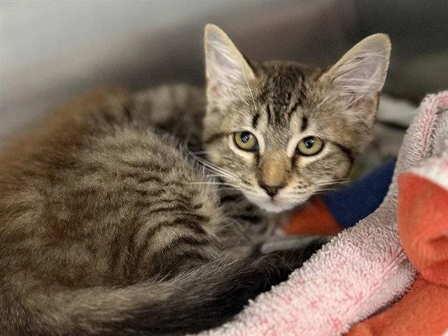 A baby small-sized female Brown / Chocolate Domestic Medium Hair cat named Ss Sultana for adoption in Tavares, FL