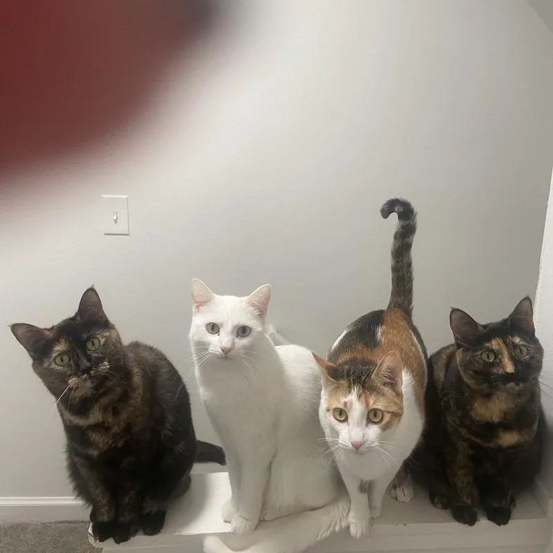An adult small-sized female Calico Domestic Short Hair cat named Paisley for adoption in Granville, OH