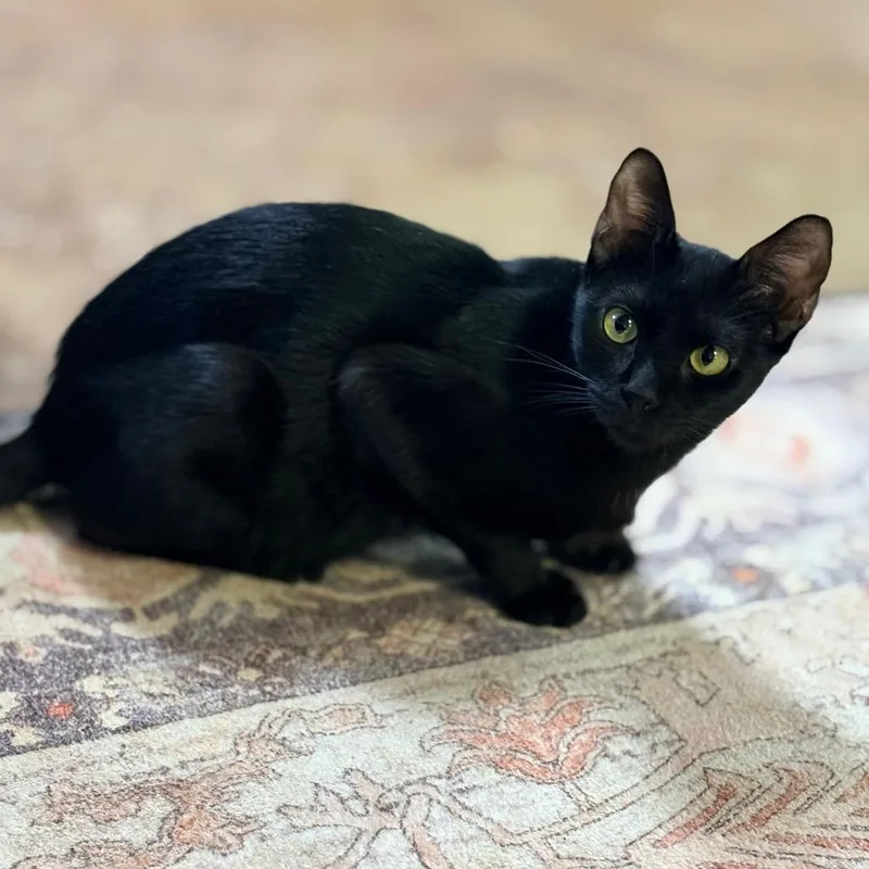 A young medium-sized female Black Domestic Short Hair cat named Black Sabbath for adoption in Clarksville, AR