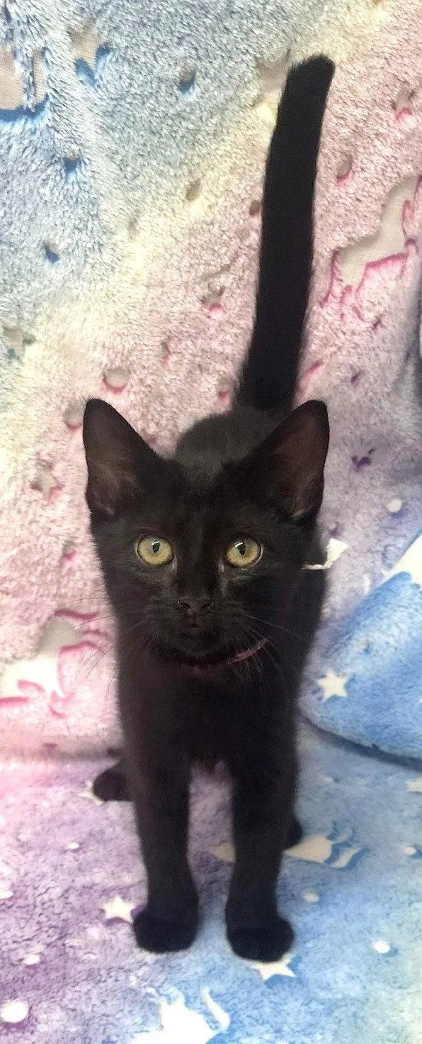 A baby medium-sized female Black Domestic Short Hair cat named Spots for adoption in Wetumpka, AL