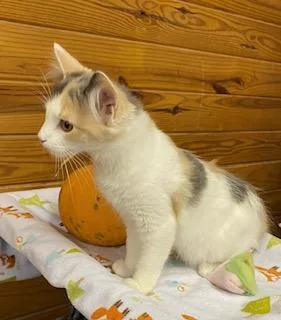 A baby medium-sized female Dilute Calico cat named Kira fluffy dilute for adoption in Southern Pines, NC