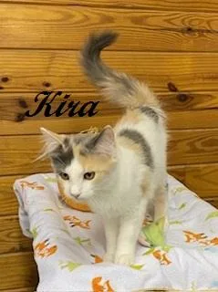 Kira  fluffy dilute thumbnail 3