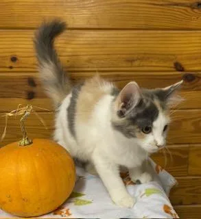 Kira  fluffy dilute thumbnail 4